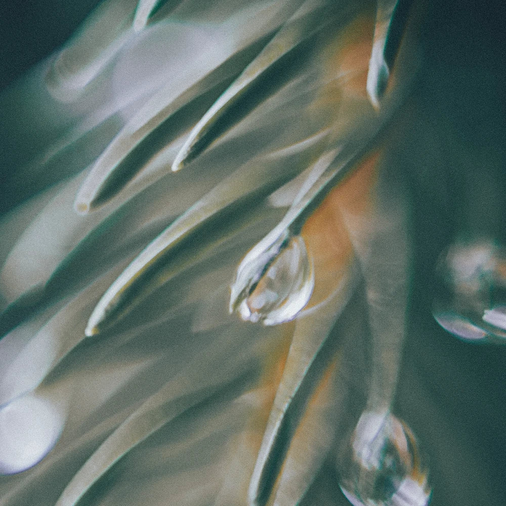 Wassertropfen auf Blatt
